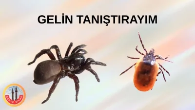 Havaların ısınmasıyla birlikte kene vakalarında artış yaşanırken, sosyal medyada dolaşan